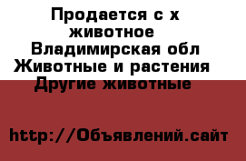 Продается с.х. животное - Владимирская обл. Животные и растения » Другие животные   